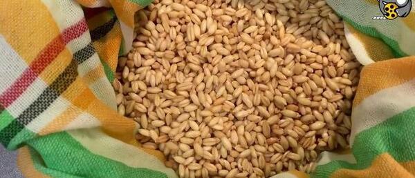 عکس سبزه گندم عید