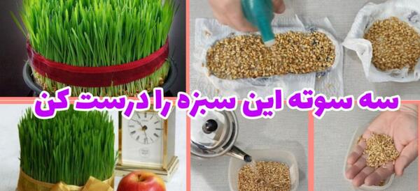 عکس سبزه گندم عید