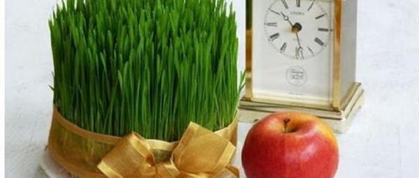 عکس سبزه گندم عید
