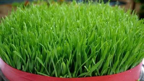 عکس سبزه گندم عید