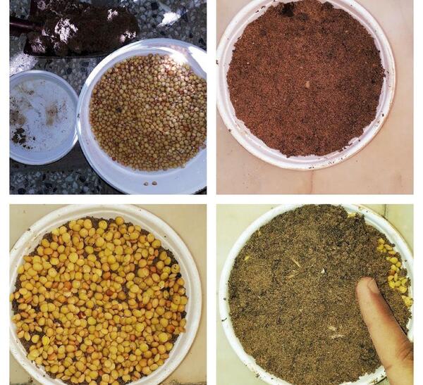عکس سبزه ی ارزن