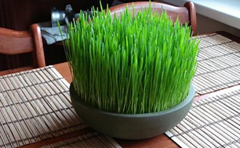 عکس سبزه ی ارزن