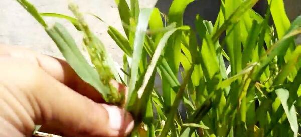 عکس سبزه ی ارزن