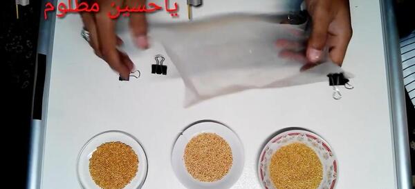 عکس سبزه ی ارزن