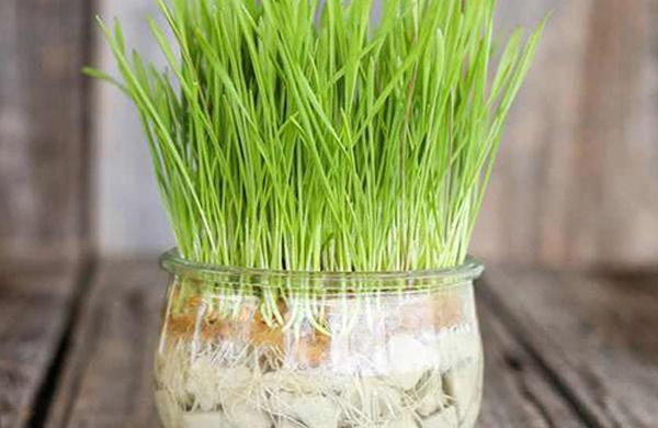 عکس سبزه ی ارزن