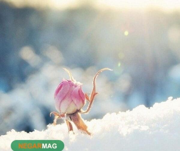 عکس نقاشی ضرب المثل با یک گل بهار نمی شود