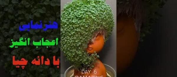 عکس سبزه دانه چیا