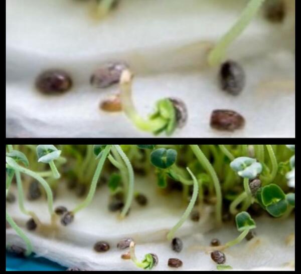 عکس سبزه دانه چیا