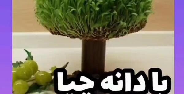 عکس سبزه دانه چیا
