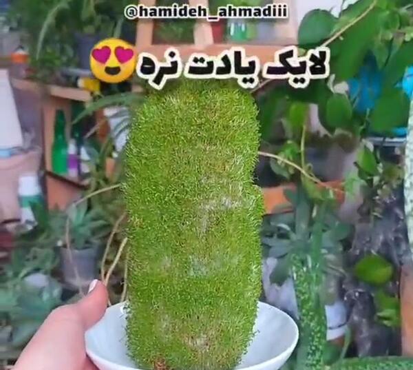 عکس سبزه دانه چیا
