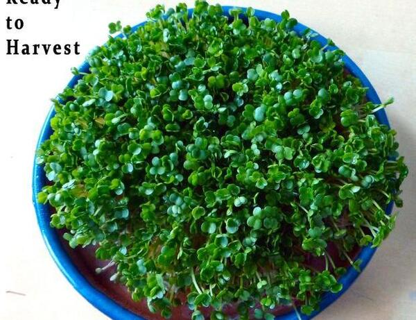 عکس سبزه دانه چیا