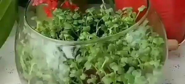 عکس سبزه دانه چیا
