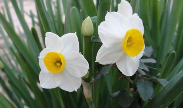 عکس سبزه زار گل