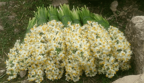 عکس سبزه زار گل