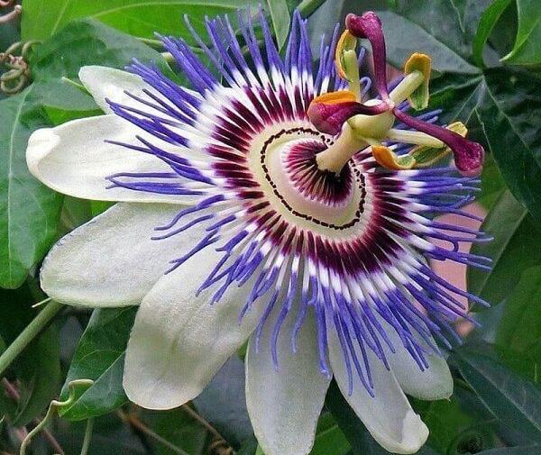 عکس سبزه زار گل
