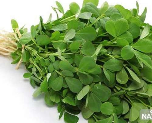 عکس سبزه شنبلیله