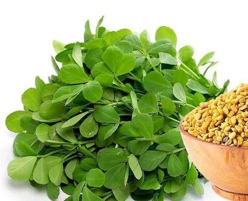عکس سبزه شنبلیله