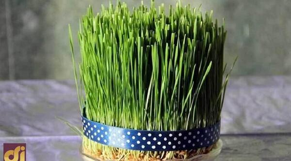 عکس سبزه شنبلیله