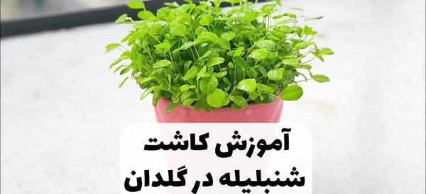 عکس سبزه شنبلیله
