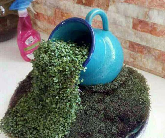عکس سبزه شنبلیله