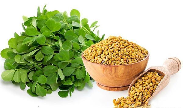 عکس سبزه شنبلیله