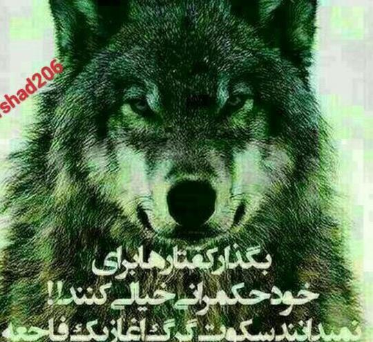 عکس گرگ با نوشته تیکه دار