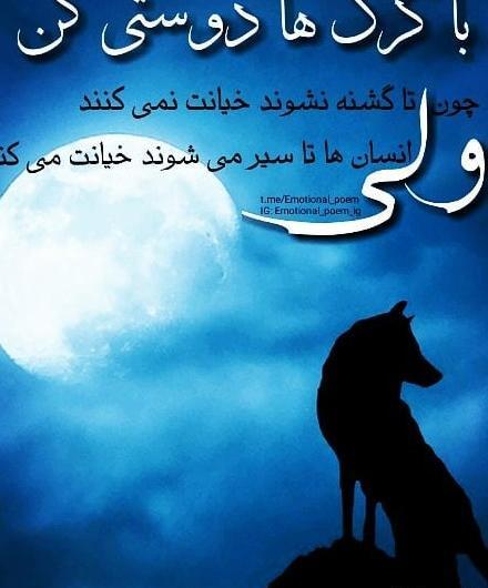 عکس گرگ با نوشته تیکه دار