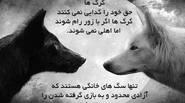 عکس گرگ با نوشته تیکه دار