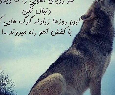 عکس گرگ با نوشته تیکه دار