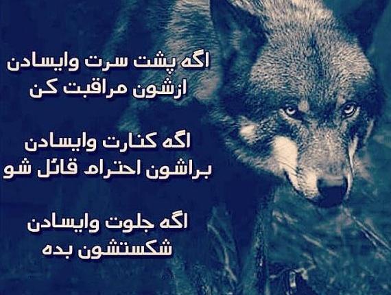 عکس گرگ با نوشته تیکه دار