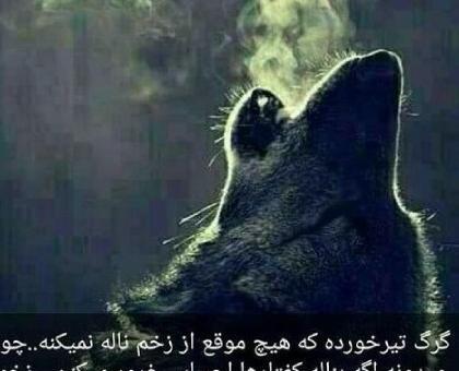 عکس گرگ با نوشته تیکه دار