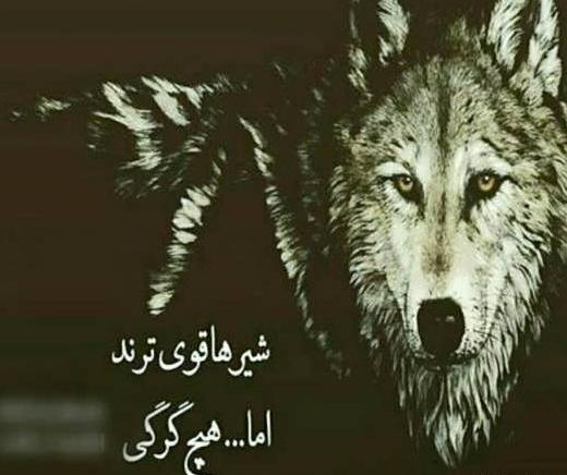عکس گرگ با نوشته تیکه دار