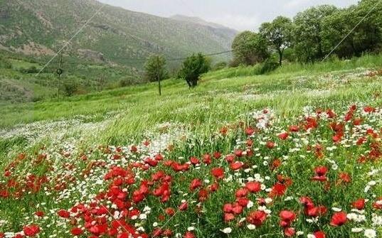 عکس طنز سفره هفت سین
