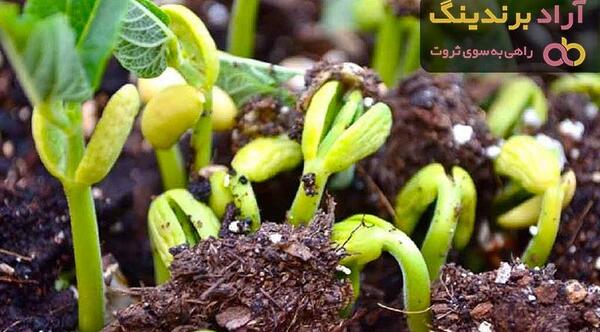 عکس سبزه لوبیا قرمز