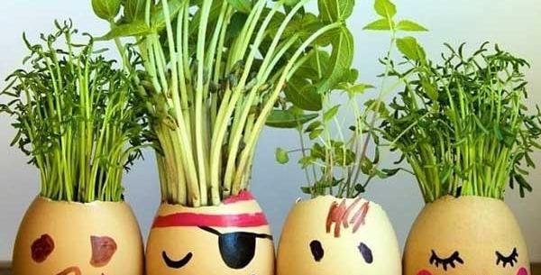 عکس سبزه لوبیا قرمز