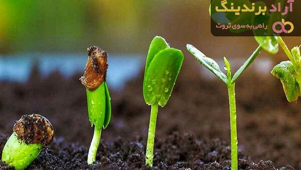 عکس سبزه لوبیا قرمز