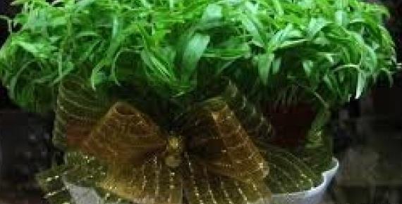 عکس سبزه لوبیا قرمز