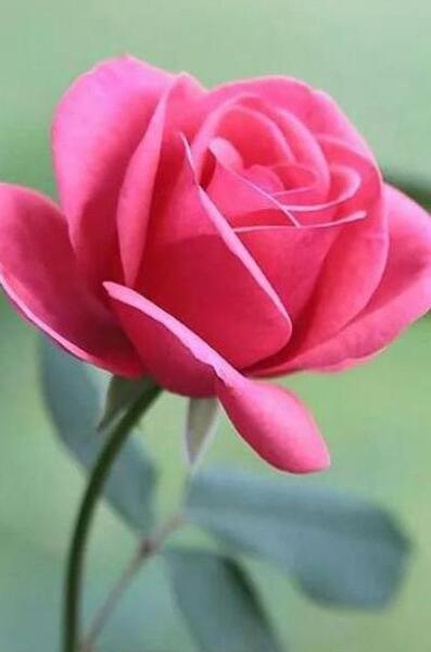 عکس گل سفره عقد