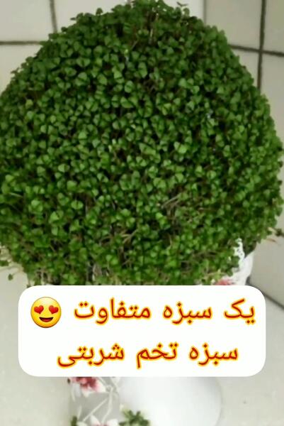 عکس سبزه با تخم شربتی