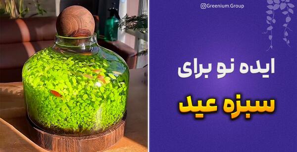 عکس سبزه نوروز جدید