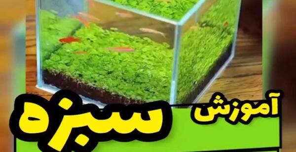 عکس سبزه نوروز جدید