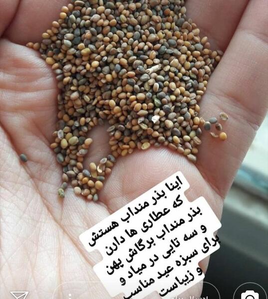 عکس سبزه منداب