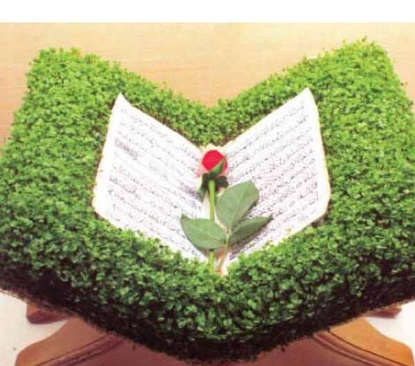 عکس سبزه منداب
