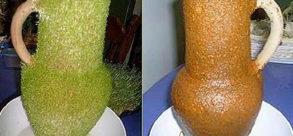 عکس سبزه منداب