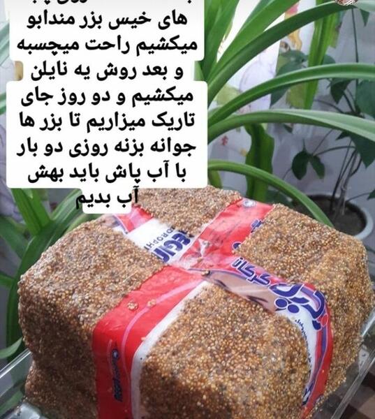 عکس سبزه منداب