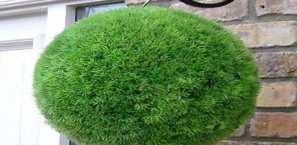 عکس سبزه منداب