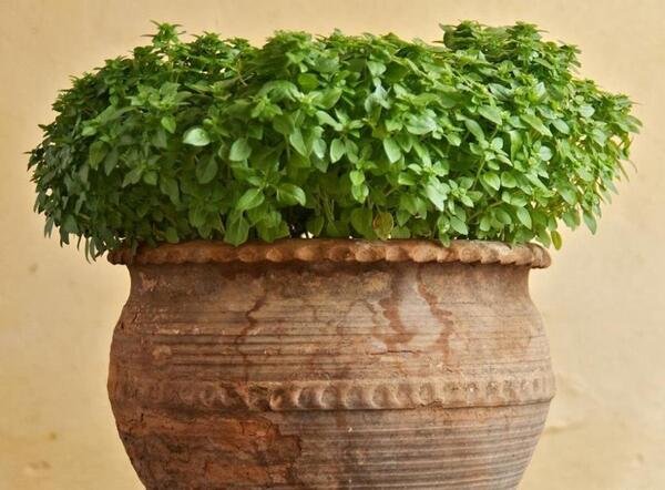 عکس سبزه تخم شربتی