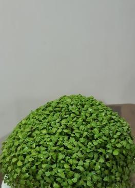 عکس سبزه تخم شربتی