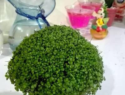 عکس سبزه تخم شربتی