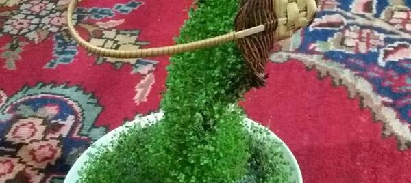 عکس سبزه تخم شربتی